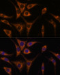 Immunofluorescence analysis of L929 cells using HSPA13 Rabbit pAb (STJ116234) at dilution of 1:100 (40x lens). Secondary antibody: Cy3-conjugated Goat anti-Rabbit IgG (H+L) (STJS001166) at 1:500 dilution. Blue: DAPI for nuclear staining. Immunofluorescence analysis of L929 cells using HSPA13 Rabbit pAb (STJ116234) at dilution of 1:100 (40x lens). Secondary antibody: Cy3-conjugated Goat anti-Rabbit IgG (H+L) (STJS001166) at 1:500 dilution. Blue: DAPI for nuclear staining.