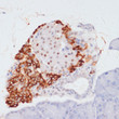 Immunohistochemistry analysis of paraffin-embedded Rat pancreas using Phospho-ACLY-S455 Rabbit pAb (STJ116399) at dilution of 1:100 (40x lens). Microwave antigen retrieval performed with 0. 01M Tris/EDTA Buffer (pH 9. 0) prior to immunohistochemistry staining.