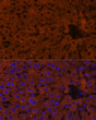 Anti-HMGCS2 antibody (269-508) (STJ116457) Anti-HMGCS2 antibody (269-508) (STJ116457)