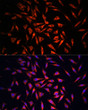 Immunofluorescence analysis of L929 cells using GSDMC Rabbit polyclonal antibody (STJ116761) at dilution of 1:100. Secondary antibody: Cy3 Goat Anti-Rabbit IgG (H+L) at 1:500 dilution. Blue: DAPI for nuclear staining.