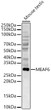 Western blot analysis of Mouse testis, using MEAF6 Rabbit polyclonal antibody (STJ116836) at 1:1000 dilution. Secondary antibody: HRP Goat Anti-Rabbit IgG (H+L) (STJS000856) at 1:10000 dilution. Lysates/proteins: 25 Mu g per lane. Blocking buffer: 3% nonfat dry milk in TBST. Detection: ECL Basic Kit. Exposure time: 180s.
