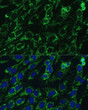 Immunofluorescence analysis of C6 cells using IDH3A Rabbit polyclonal antibody (STJ116856) at dilution of 1:100. Secondary antibody: Cy3 Goat Anti-Rabbit IgG (H+L) at 1:500 dilution. Blue: DAPI for nuclear staining.