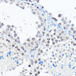Immunohistochemistry analysis of paraffin-embedded mouse testis using SP1 Rabbit polyclonal antibody (STJ116866) at dilution of 1:50 (40x lens). Perform high pressure antigen retrieval with 10 mM citrate buffer pH 6. 0 before commencing with immunohistochemistry staining protocol.