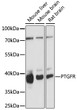 Western blot analysis of various lysates using PTGFR Rabbit polyclonal antibody (STJ117282) at 1:1000 dilution. Secondary antibody: HRP Goat Anti-Rabbit IgG (H+L) (STJS000856) at 1:10000 dilution. Lysates/proteins: 25 Mu g per lane. Blocking buffer: 3% nonfat dry milk in TBST. Detection: ECL Basic Kit. Exposure time: 90s.
