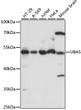 Western blot analysis of various lysates using UBA5 Rabbit polyclonal antibody (STJ117709) at 1:1000 dilution. Secondary antibody: HRP Goat Anti-Rabbit IgG (H+L) (STJS000856) at 1:10000 dilution. Lysates/proteins: 25 Mu g per lane. Blocking buffer: 3% nonfat dry milk in TBST. Detection: ECL Basic Kit. Exposure time: 15s.