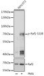 Western blot analysis of lysates from NIH/3T3 cells, using Phospho-Raf1-S338 pAb (STJ117871) at 1:1000 dilution or Phospho-Raf1-S338 antibody (STJ25284). NIH/3T3 cells were treated by PMA/TPA (200nM) for 30 minutes after serum-starvation overnight. <br/>Secondary antibody: HRP-conjugated Goat anti-Rabbit IgG (H+L) (STJS000856) at 1:10000 dilution. <br/>Lysates/proteins: 25 Mu g per lane. <br/>Blocking buffer: 3% BSA. <br/>Detection: ECL Basic Kit <br/>Exposure time: 5s.