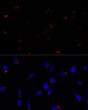 Immunofluorescence analysis of L929 cells using GOLGA5 Rabbit polyclonal antibody (STJ118213) at dilution of 1:100. Secondary antibody: Cy3 Goat Anti-Rabbit IgG (H+L) at 1:500 dilution. Blue: DAPI for nuclear staining.
