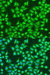 Immunofluorescence analysis of U2OS cells using SIRT4 antibody (STJ118245) at dilution of 1:100. Blue: DAPI for nuclear staining.