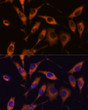 Immunofluorescence analysis of L929 cells using ATL2 antibody (STJ118329) at dilution of 1:100. Blue: DAPI for nuclear staining.