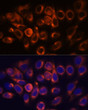 Immunofluorescence analysis of HeLa cells using ATL2 antibody (STJ118329) at dilution of 1:100. Blue: DAPI for nuclear staining.