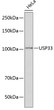 Western blot analysis of lysates from HeLa cells, using USP33 Rabbit polyclonal antibody (STJ118627) at 1:1000 dilution. Secondary antibody: HRP Goat Anti-Rabbit IgG (H+L) (STJS000856) at 1:10000 dilution. Lysates/proteins: 25 Mu g per lane. Blocking buffer: 3% nonfat dry milk in TBST. Detection: ECL Basic Kit. Exposure time: 1min.