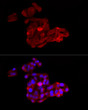 Immunofluorescence analysis of HepG2 cells using ACSL1 rabbit polyclonal antibody (STJ118692) at dilution of 1:200 (40x lens). Blue: DAPI for nuclear staining.