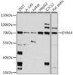 Western blot analysis of various lysates using DYRK4 Rabbit polyclonal antibody (STJ118888) at 1:1000 dilution. Secondary antibody: HRP Goat Anti-Rabbit IgG (H+L) (STJS000856) at 1:10000 dilution. Lysates/proteins: 25 Mu g per lane. Blocking buffer: 3% nonfat dry milk in TBST. Detection: ECL Basic Kit. Exposure time: 60s.