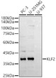 Western blot analysis of various lysates using KLF2 Rabbit polyclonal antibody (STJ118908) at 1:2000 dilution. Secondary antibody: HRP Goat Anti-Rabbit IgG (H+L) (STJS000856) at 1:10000 dilution. Lysates/proteins: 25 Mu g per lane. Blocking buffer: 3% nonfat dry milk in TBST. Detection: ECL Basic Kit. Exposure time: 90s.