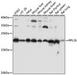 Western blot analysis of various lysates using RPL26 Rabbit pAb (STJ119096) at 1:1000 dilution. <br/>Secondary antibody: HRP-conjugated Goat anti-Rabbit IgG (H+L) (STJS000856) at 1:10000 dilution. <br/>Lysates/proteins: 25 Mu g per lane. <br/>Blocking buffer: 3% nonfat dry milk in TBST. <br/>Detection: ECL Basic Kit <br/>Exposure time: 60s.
