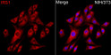 Immunofluorescence analysis of NIH/3T3 cells using IRS1 Rabbit polyclonal antibody (STJ119225) at dilution of 1:100 (40x lens). Secondary antibody: Cy3 Goat Anti-Rabbit IgG (H+L) at 1:500 dilution. Blue: DAPI for nuclear staining.