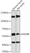 Western blot analysis of various lysates using MOBP Rabbit polyclonal antibody (STJ119481) at 1:1000 dilution. Secondary antibody: HRP Goat Anti-Rabbit IgG (H+L) (STJS000856) at 1:10000 dilution. Lysates/proteins: 25 Mu g per lane. Blocking buffer: 3% nonfat dry milk in TBST. Detection: ECL Enhanced Kit. Exposure time: 90s.