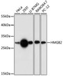 Western blot analysis of various lysates using HMGB2 Rabbit polyclonal antibody (STJ119486) at 1:1000 dilution. Secondary antibody: HRP Goat Anti-Rabbit IgG (H+L) (STJS000856) at 1:10000 dilution. Lysates/proteins: 25 Mu g per lane. Blocking buffer: 3% nonfat dry milk in TBST. Detection: ECL Basic Kit. Exposure time: 30s.