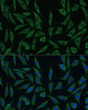 Immunofluorescence analysis of L929 cells using SUMF2 Rabbit polyclonal antibody (STJ119720) at dilution of 1:100. Secondary antibody: Cy3 Goat Anti-Rabbit IgG (H+L) at 1:500 dilution. Blue: DAPI for nuclear staining.