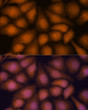 Immunofluorescence analysis of HeLa cells using PRKRIP1 Rabbit polyclonal antibody (STJ119805) at dilution of 1:100. Secondary antibody: Cy3 Goat Anti-Rabbit IgG (H+L) at 1:500 dilution. Blue: DAPI for nuclear staining.