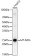 Western blot analysis of HepG2, using MT-ND6 antibody (STJ119965) at 1:2000 dilution. Secondary antibody: HRP Goat Anti-rabbit IgG (H+L) (STJS000856) at 1:10000 dilution. Lysates/proteins: 25 Mu g per lane. Blocking buffer: 3% non-fat dry milk in TBST. Detection: ECL Basic Kit. Exposure time: 30s.