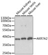 Western blot analysis of extracts of various cell lines, using AKR7A2 antibody (STJ22570) at 1:1000 dilution. Secondary antibody: HRP Goat Anti-Rabbit IgG (H+L) (STJS000856) at 1:10000 dilution. Lysates/proteins: 25 Mu g per lane. Blocking buffer: 3% nonfat dry milk in TBST. Detection: ECL Basic Kit.