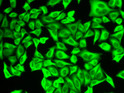 Immunofluorescence analysis of A549 cells using ALDH4A1 antibody (STJ22583).