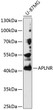 Western blot analysis of lysates from U-87MG cells, using APLNR Rabbit pAb (STJ22641) at 1:1000 dilution. <br/>Secondary antibody: HRP-conjugated Goat anti-Rabbit IgG (H+L) (STJS000856) at 1:10000 dilution. <br/>Lysates/proteins: 25 Mu g per lane. <br/>Blocking buffer: 3% nonfat dry milk in TBST. <br/>Detection: ECL Basic Kit <br/>Exposure time: 90s.