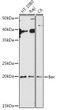 Western blot analysis of extracts of various cell lines, using Bax antibody (STJ22761) at 1:1000 dilution. Secondary antibody: HRP Goat Anti-rabbit IgG (H+L) (STJS000856) at 1:10000 dilution. Lysates/proteins: 25 Mu g per lane. Blocking buffer: 3% non-fat dry milk in TBST. Detection: ECL Basic Kit. Exposure time: 180s.