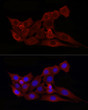 Immunofluorescence analysis of NIH/3T3 cells using [KO Validated] Bax rabbit polyclonal antibody (STJ22761) at dilution of 1:50 (40x lens). Blue: DAPI for nuclear staining.