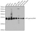 Western blot analysis of various lysates using [KO Validated] HP1 gamma/CBX3 Rabbit polyclonal antibody (STJ22921) at 1:1000 dilution. Secondary antibody: HRP Goat Anti-Rabbit IgG (H+L) (STJS000856) at 1:10000 dilution. Lysates/proteins: 25 Mu g per lane. Blocking buffer: 3% nonfat dry milk in TBST. Detection: ECL Basic Kit. Exposure time: 5s.