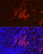 Immunofluorescence analysis of mouse spleen using CD40 Rabbit polyclonal antibody (STJ23000) at dilution of 1:100 (40x lens). Blue: DAPI for nuclear staining.