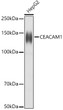 Western blot analysis of lysates from HepG2 cells, using CEACAM1 Rabbit polyclonal antibody (STJ23089) at 1:1000 dilution. Secondary antibody: HRP Goat Anti-Rabbit IgG (H+L) (STJS000856) at 1:10000 dilution. Lysates/proteins: 25 Mu g per lane. Blocking buffer: 3% nonfat dry milk in TBST. Detection: ECL Basic Kit. Exposure time: 1s.