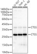 Western blot analysis of various lysates using CTSS Rabbit polyclonal antibody (STJ23285) at 1:800 dilution. Secondary antibody:HRP Goat Anti-Rabbit IgG (H+L) (STJS000856) at 1:10000 dilution. Lysates/ proteins: 25 Mu g per lane. Blocking buffer: 3 % nonfat dry milk in TBST. Detection:ECL Basic Kit. Exposuretime: 10s.