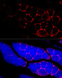 Immunofluorescence analysis of mouse skeletal muscle cells using Dystrophin rabbit polyclonal antibody (STJ23394) at dilution of 1:50 (40x lens). Blue: DAPI for nuclear staining.