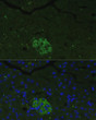 Immunofluorescence analysis of mouse pancreas cells using FAM3B antibody (STJ23622) at dilution of 1:100. Blue: DAPI for nuclear staining.