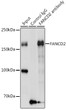 Immunoprecipitation analysis of 200 Mu g extracts of A-549 cells using 3 Mu g FANCD2 antibody (STJ23624). Western blot was performed from the immunoprecipitate using FANCD2 antibody (STJ23624) at a dilution of 1:1000.