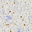 Immunohistochemistry analysis of paraffin-embedded rat liver using Gemin 2 Antibody (STJ23769) at dilution of 1:200 (40x lens). Perform microwave antigen retrieval with 10 mM PBS buffer pH 7. 2 before commencing with immunohistochemistry staining protocol.