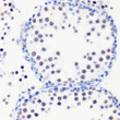 Immunohistochemistry analysis of MonoMethyl-Histone H3-R8 in paraffin-embedded mouse testis using MonoMethyl-Histone H3-R8 Rabbit polyclonal antibody (STJ24012) at dilution of 1:100 (40x lens). Perform microwave antigen retrieval with 10 mM PBS buffer pH 7. 2 before commencing with immunohistochemistry staining protocol.