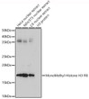 Western blot analysis of various lysates using MonoMethyl-Histone H3-R8 Rabbit polyclonal antibody (STJ24012) at 1:500 dilution. Secondary antibody: HRP Goat Anti-Rabbit IgG (H+L) (STJS000856) at 1:10000 dilution. Lysates/proteins: 25 Mu g per lane. Blocking buffer: 3% nonfat dry milk in TBST. Detection: ECL Enhanced Kit. Exposure time: 180s.