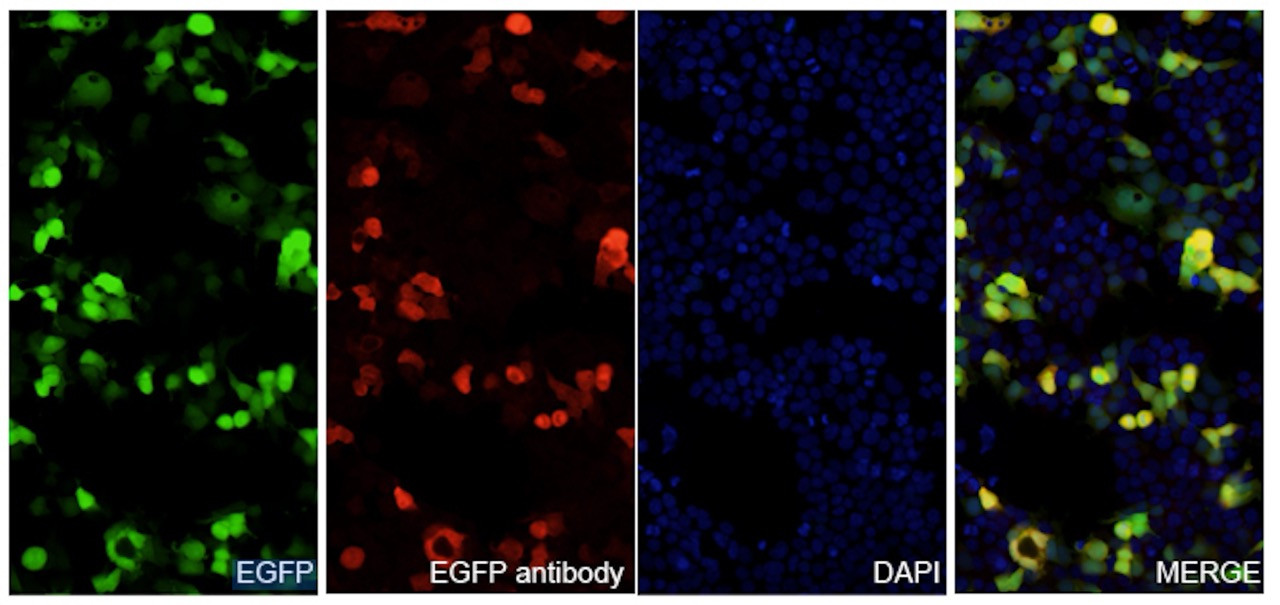 Anti-GFP nanobody immunofluorescence