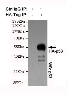 Immunoprecipitation analysis using Anti-HA-Tag antibody STJ90107
