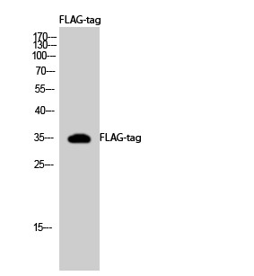 Western blot analysis using FLAG-tag Polyclonal Antibody (STJ90108)