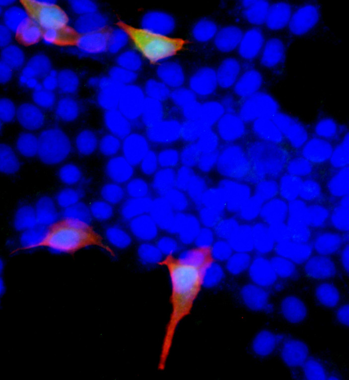 Immunofluorescence of FLAG and GFP co-stained 293T cells using Anti-Flag-Tag antibody 12M11 STJA0006221