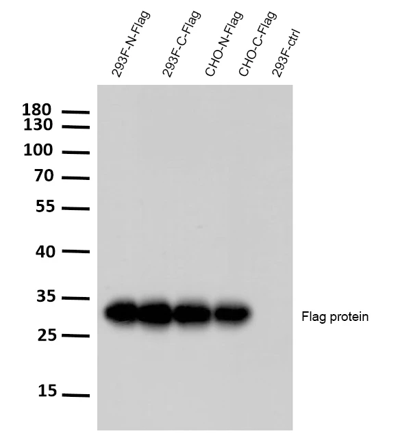 Anti-Flag-Tag (Rabbit Monoclonal) for WB, ELISA & IF | Species independent