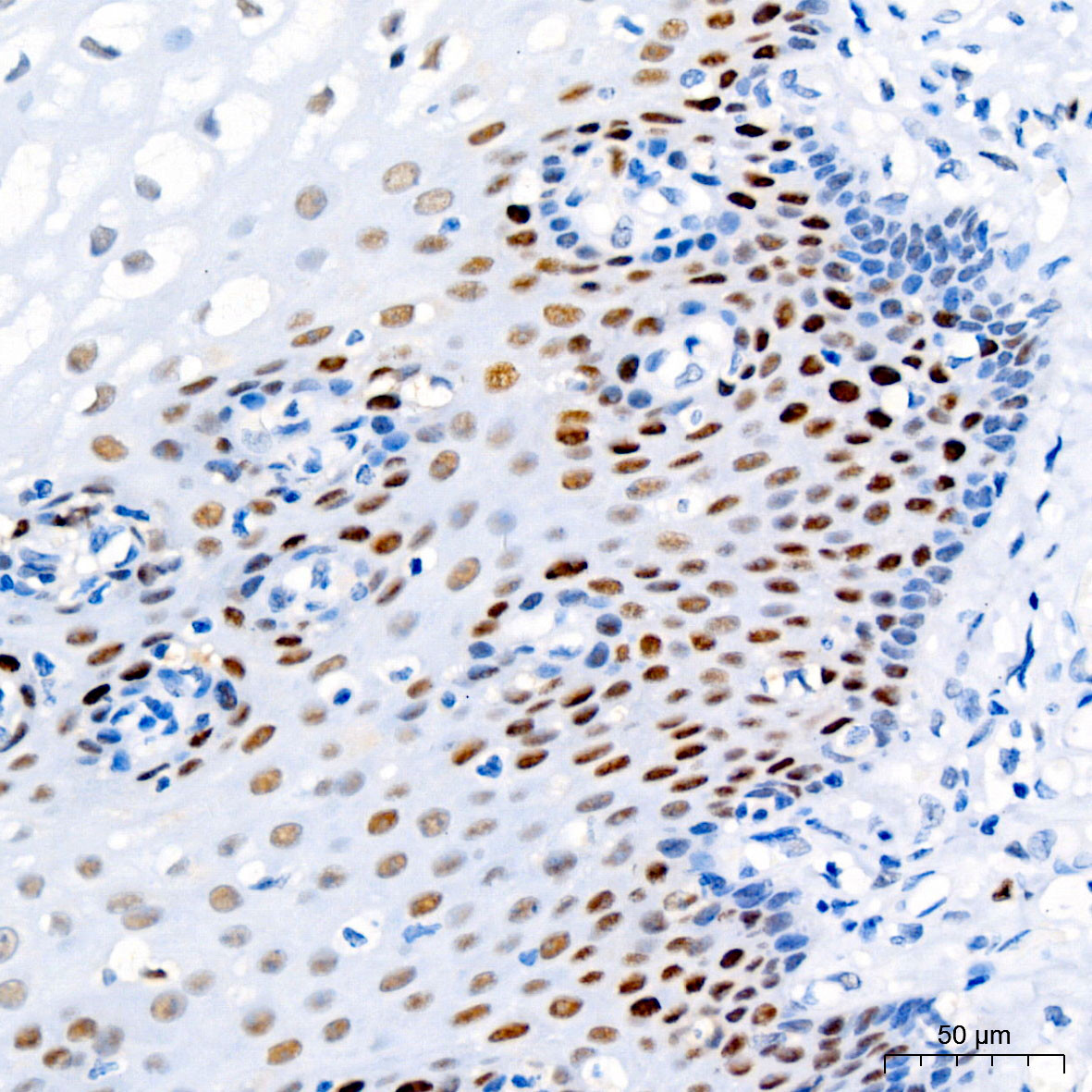Anti-PCNA STJ11101413