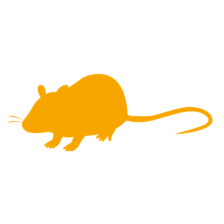 Anti-Rat