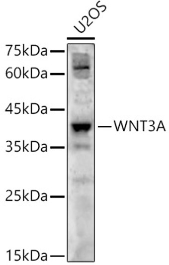 Western blot analysis of U2OS, using WNT3A antibody (STJ26114) at 1:800 dilution. Secondary antibody: HRP Goat Anti-Rabbit IgG (H+L) (STJS000856) at 1:10000 dilution. Lysates/proteins: 25 Mu g per lane. Blocking buffer: 3% nonfat dry milk in TBST. Detection: ECL Enhanced Kit. Exposure time: 60s.
