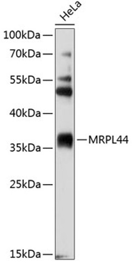 Western blot analysis of lysates from HeLa cells, using MRPL44 Rabbit pAb (STJ26978) at 1:2000 dilution. <br/>Secondary antibody: HRP-conjugated Goat anti-Rabbit IgG (H+L) (STJS000856) at 1:10000 dilution. <br/>Lysates/proteins: 25 Mu g per lane. <br/>Blocking buffer: 3% nonfat dry milk in TBST. <br/>Detection: ECL Basic Kit <br/>Exposure time: 15s.