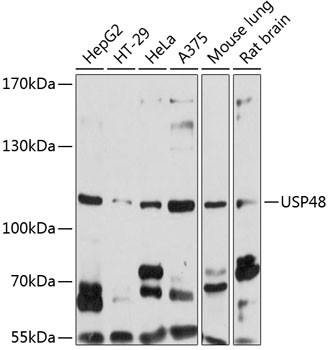 Western blot analysis of various lysates using USP48 Rabbit polyclonal antibody (STJ27046) at 1:1000 dilution. Secondary antibody: HRP Goat Anti-Rabbit IgG (H+L) (STJS000856) at 1:10000 dilution. Lysates/proteins: 25 Mu g per lane. Blocking buffer: 3% nonfat dry milk in TBST. Detection: ECL Basic Kit. Exposure time: 10s.